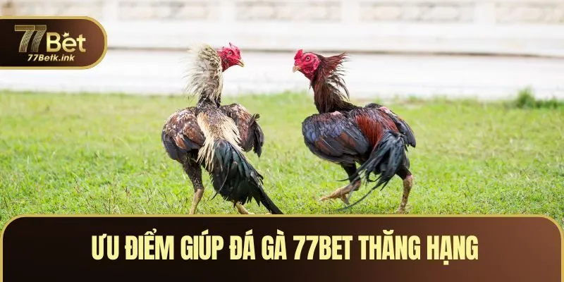 Ưu điểm giúp đá gà 77BET thăng hạng